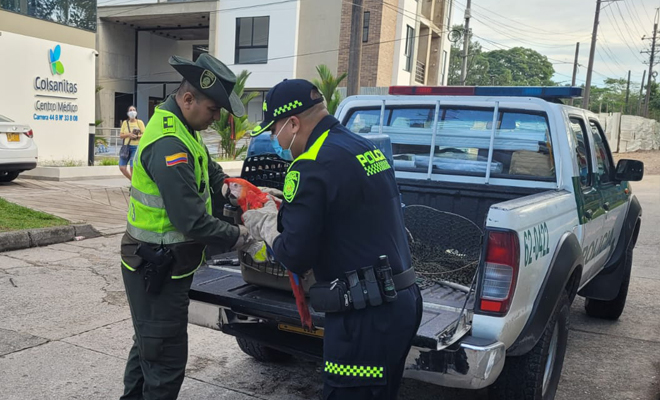 En Villavicencio rescatamos dos guacamayas “Semana Santa por la Vida”