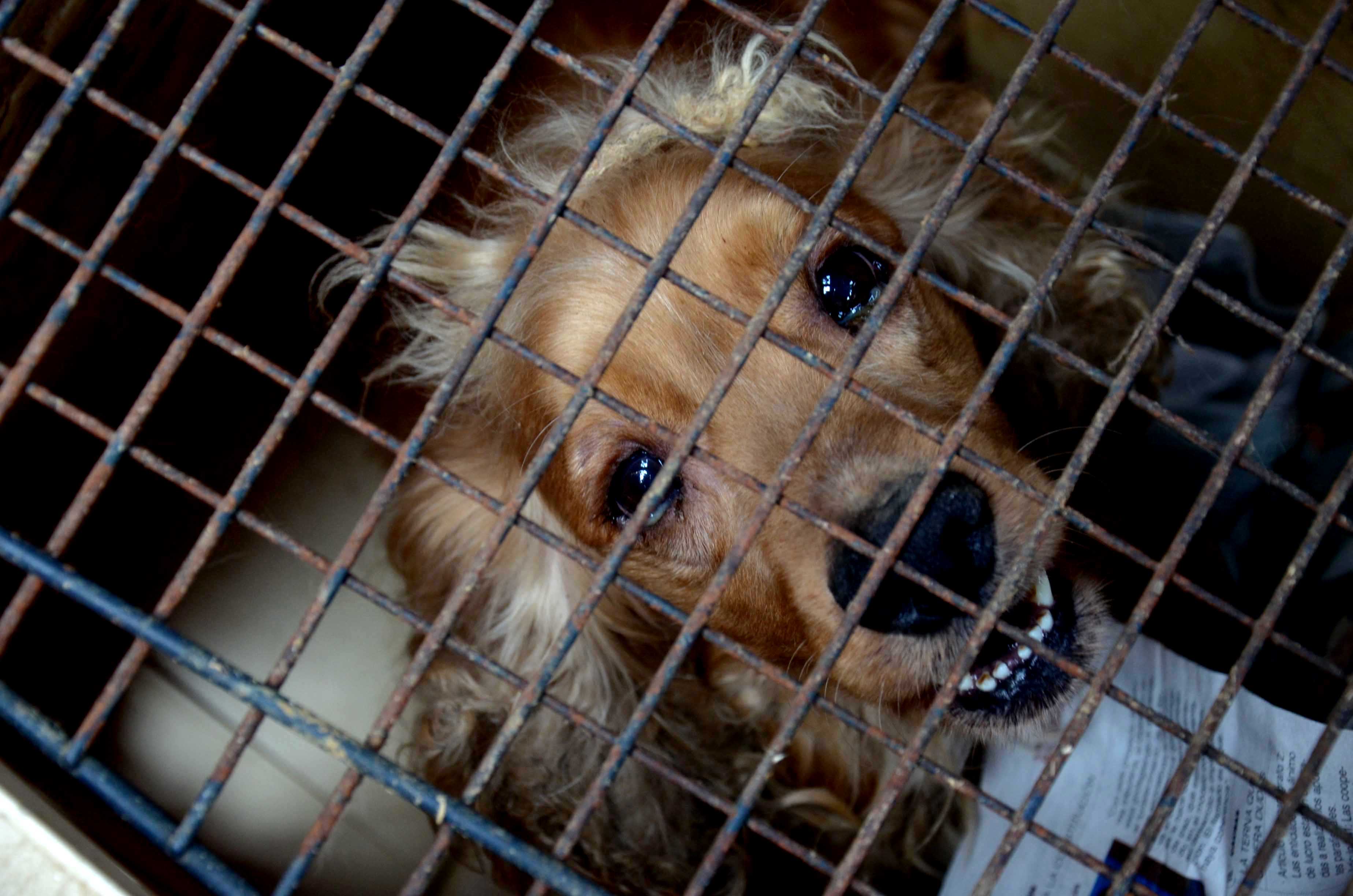 Policía y Alcaldía de Medellín intervienen criadero de animales