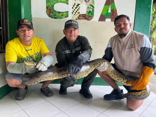 Rescatada anaconda en zona semirrural de Inírida gracias a la oportuna denuncia ciudadana