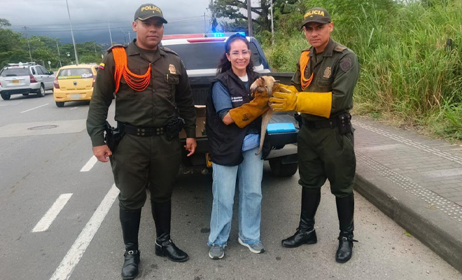 Dos policías de carabineros y una funcionaria de Cormacarena rescatando un oso Melero
