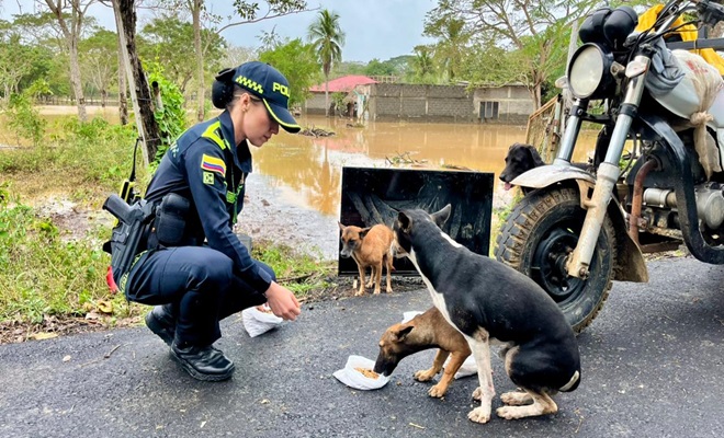 Animales afectados por inundaciones
