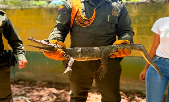 un uniformado de la seccional de carabineros y protección ambiental sosteniendo a un ejemplar babilla dejándolo en su habitad 