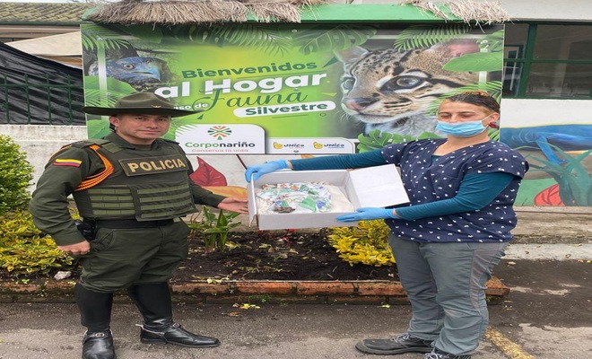 En Tumaco y Consacá, la rápida acción policial permitió rescatar una torcaza y un loro, especies que serían comercializadas ilegalmente y ahora reciben atención para su pronta liberación.