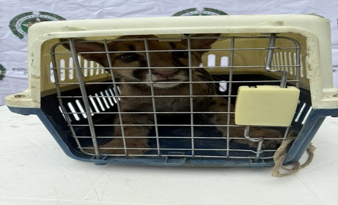 Un puma de monta&ntilde;a resguardado sin causarle da&ntilde;o