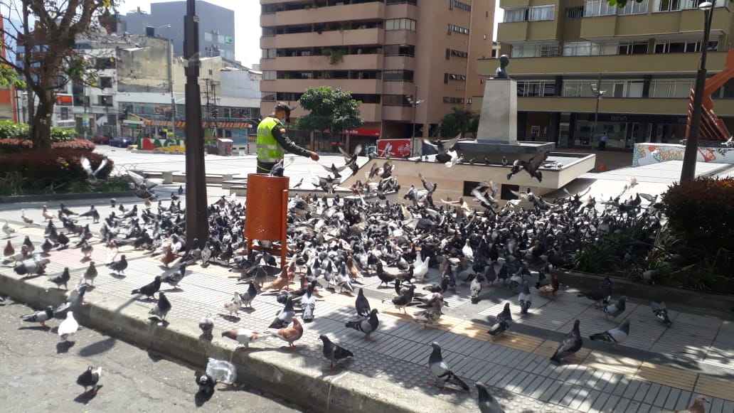 alimentando-palomas