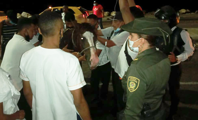 Ayudamos a un equino que se desplomó de cansancio en la avenida santander