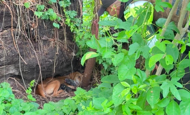 mam&aacute; canina junto a sus cachorros en una zona de vegetaci&oacute;n antes de ser rescatados