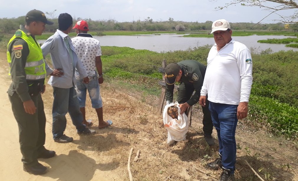 capturados-hicoteas-recursos-naturales-renovables-animales-silvestres-salamina-magdalena