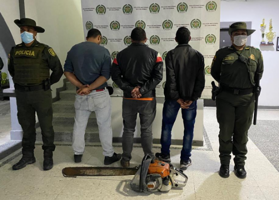 Tres personas capturadas cuando talaban arboles de manera indiscriminada