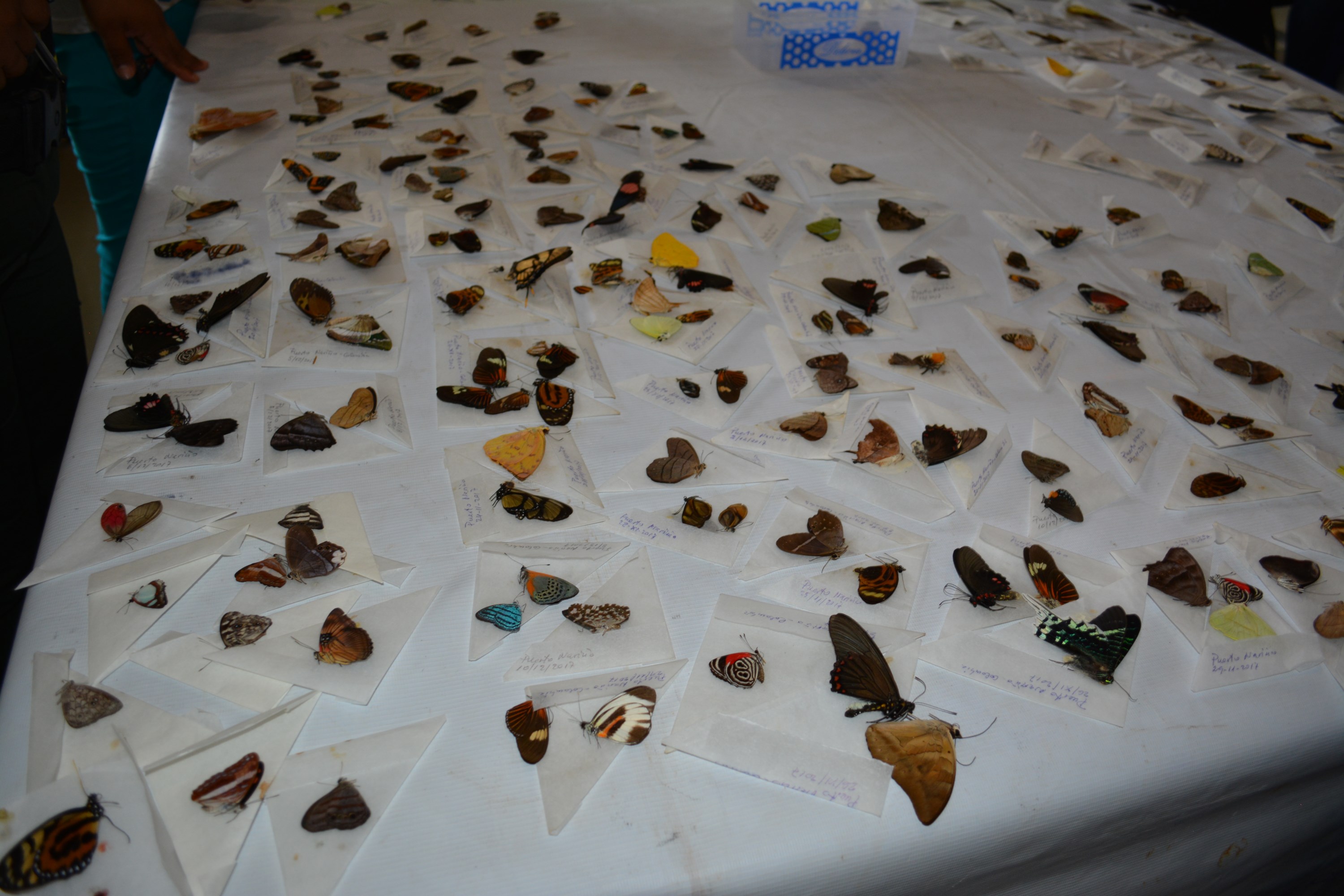 Trafico de Mariposas