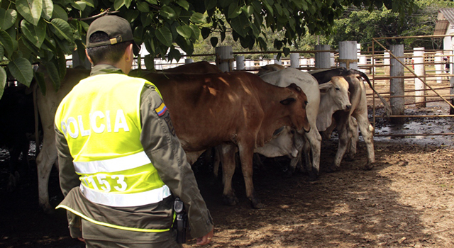 Efectiva labor de la Policía Nacional-contra el hurto de cabezas de ganado-en el Meta
