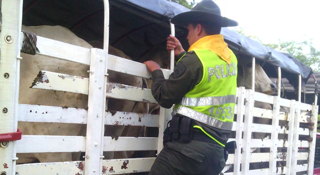 Efectiva labor de la Policía Nacional-contra el hurto de cabezas de ganado-en el Meta