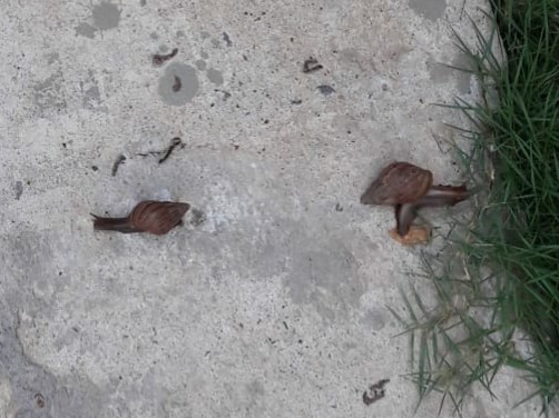 Alerta caracol africano