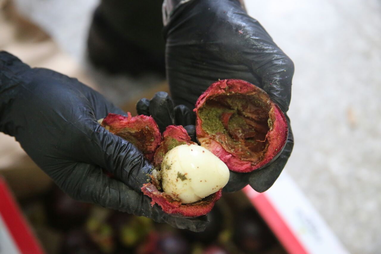 Dentro-de-frutas-exóticas-enviaban-cocaína-diluida-a-Hong-Kong