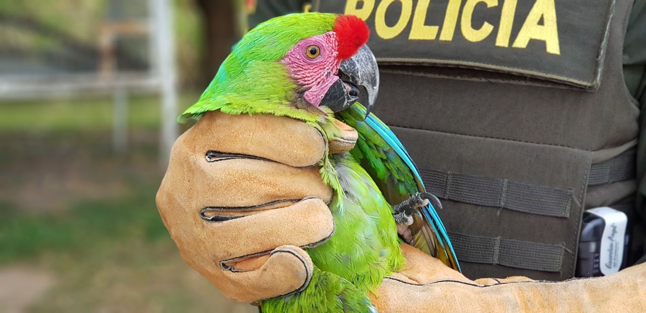 en-el-municipio-de-el-zulia-21-especies-silvestres-fueron-salvaguardados