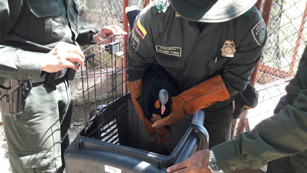 en-el-municipio-de-el-zulia-21-especies-silvestres-fueron-salvaguardados