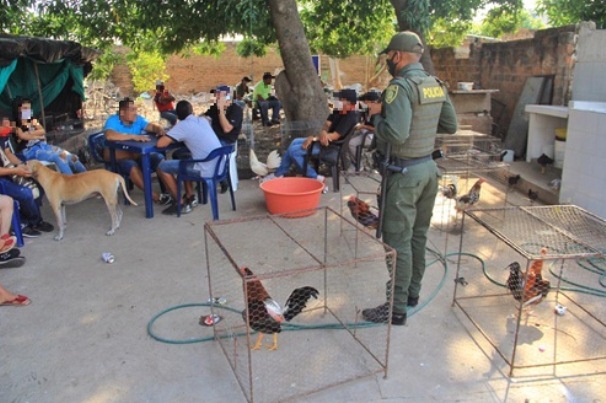 En-gallera-clandestina-son-multados-y-capturadas-16-personas-en-Valledupar