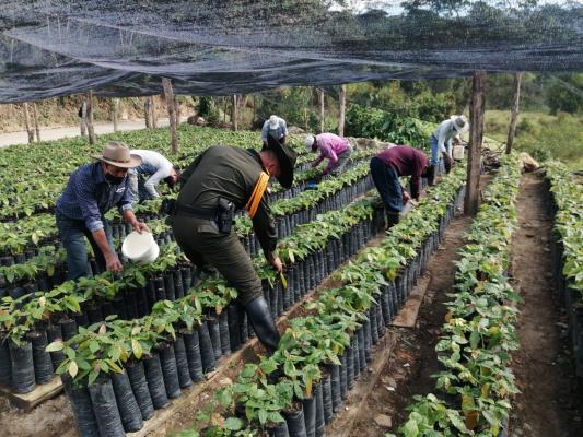 En_Coromoro_entregamos_10_mil_plántulas_de_cacao_a_familias_campesinas_2