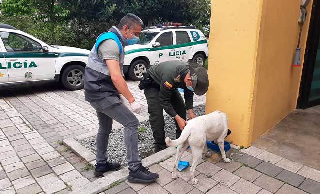 entrega de alimentación a perro de estación