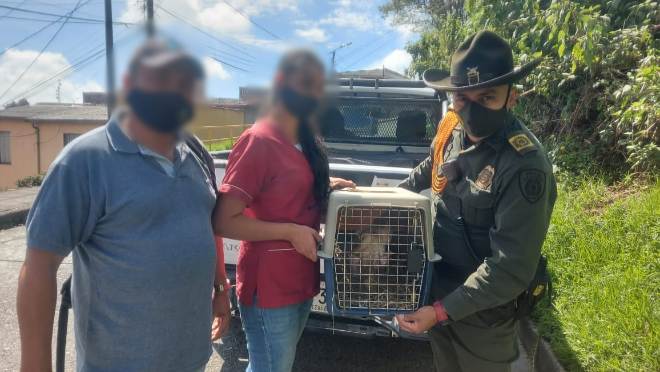 Un mono titi y cuatro loras fueron devueltas a su hábitat natural
