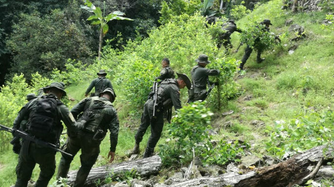 19 hectáreas con cerca de 20 mil plantas de coca 