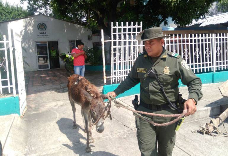 12.400 especies han sido rescatadas en lo que ha transcurrido del año. 