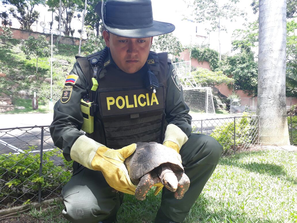 policia-ambiental-salvando-a-una-especie-silvestre