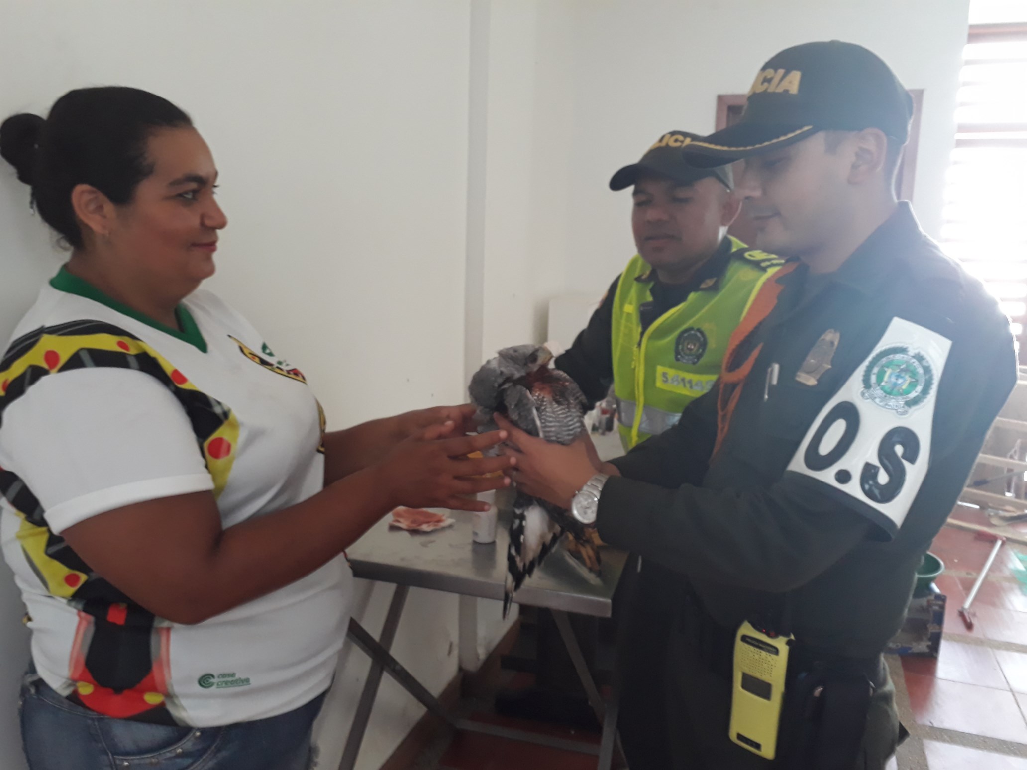 salvan la vida de un gavilán