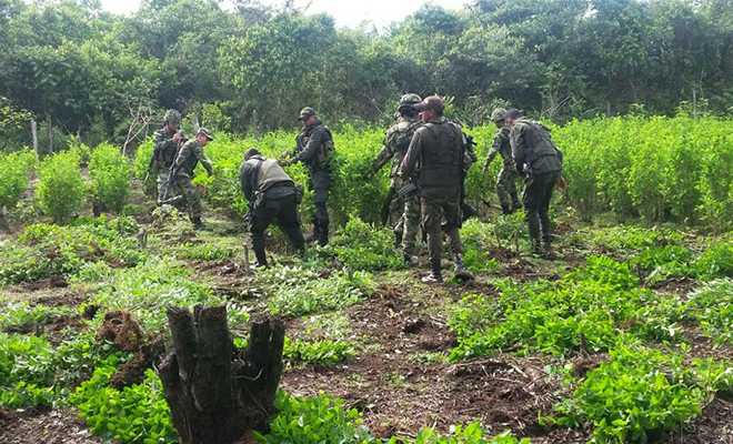 En-ofensiva-contra-el-narcotráfico-la Policía Nacional-destruyó-dos-complejos cocaleros