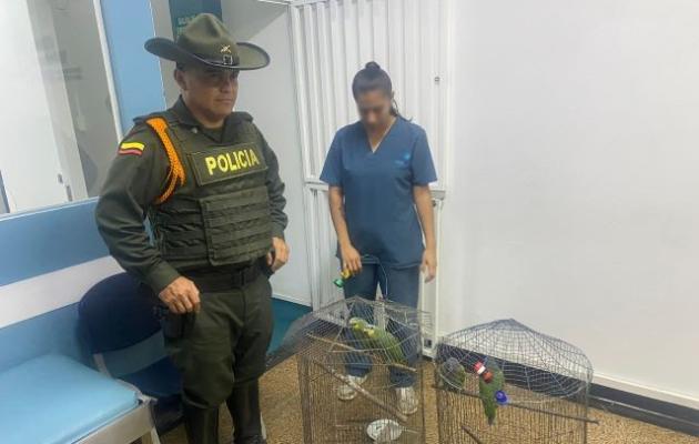 Incautación de cuatro loros en el municipio de Dosquebradas