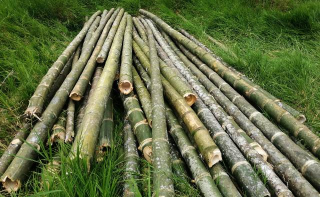 En-zona-rural-del-municipio-de-la-virginia-son-capturados-tres-personas-por-daños-al-medio-ambiente