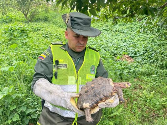 Policía liberando animal