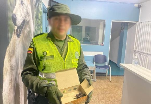 Preservación de flora y fauna silvestre 