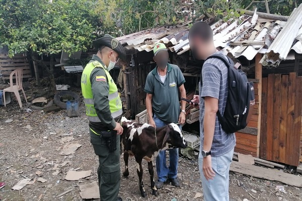 Incautado bovino en Santa Rosa de Cabal 