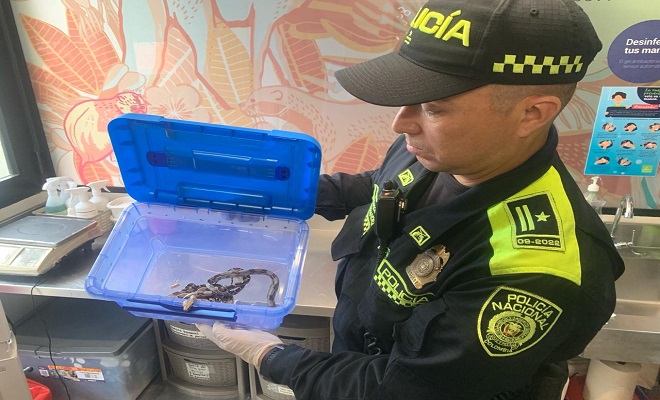 incautacion de 5 boas constrictor en Bello