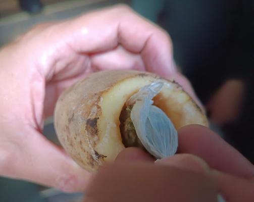 de esta manera ingresan sustancias a las permanentes