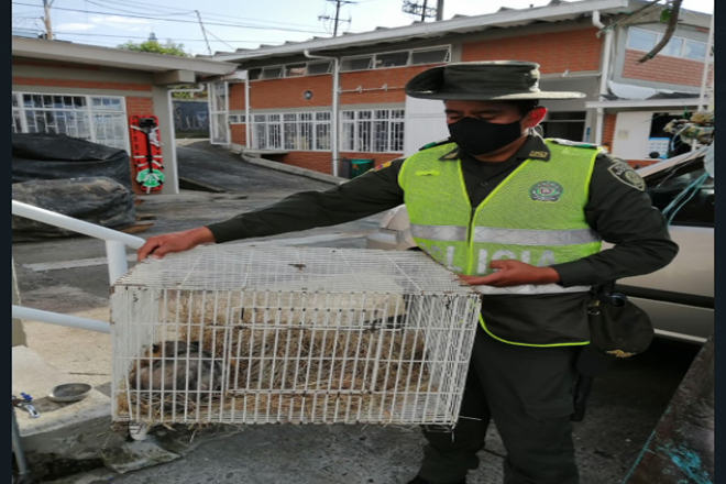 El grupo de protección ambiental logró la incautación de una Zarigueya especie con un valor ecológico total de  $ 4.140.580