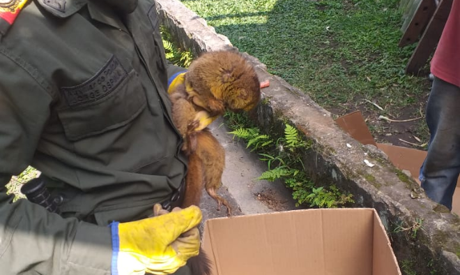 Incautamos un mono nocturno