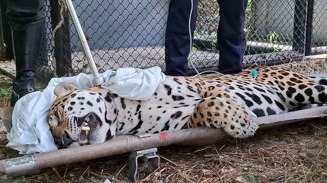 El felino, bajo efectos de sedación, es colocado en una camilla especial para su transporte seguro, tras ser rescatado y recibir atención veterinaria, con el fin de devolverlo a su hábitat natural o reubicarlo en un lugar adecuado