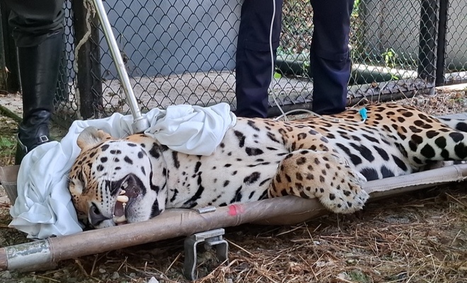 El felino, bajo efectos de sedación, es colocado en una camilla especial para su transporte seguro, tras ser rescatado y recibir atención veterinaria, con el fin de devolverlo a su hábitat natural o reubicarlo en un lugar adecuado