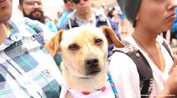 jornada-adopcion-perros-bogota