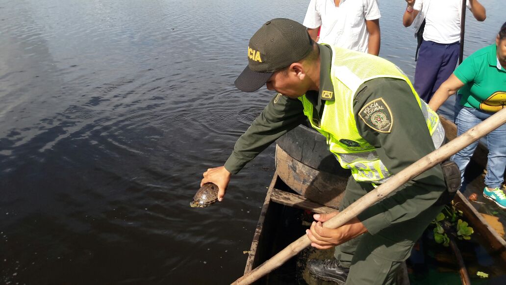 liberacion-hicoteas-cienaga-fauna-silvestre-proteccion ambiental-san sebastian-magdalena