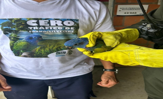 loro sostenido por funcionarios durante un procedimiento de rescate y protecci&oacute;n de fauna silvestre