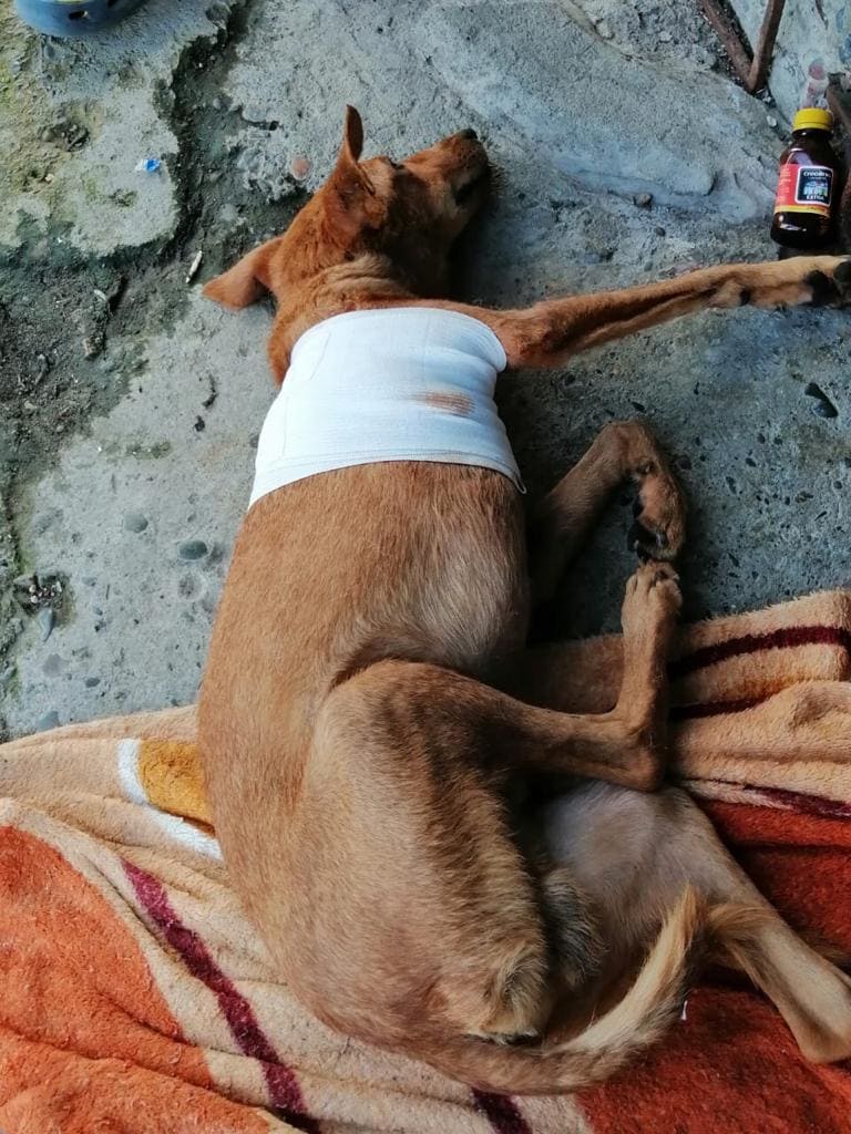 Mateo