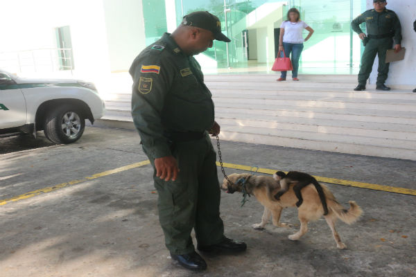 Mico rescatado que fue criado por una canina