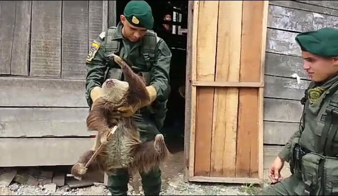 oso perezoso rescatado