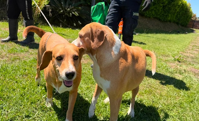 dos_perros_rescatados
