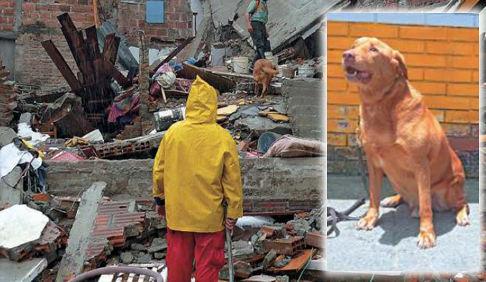 policia-colombia-perroerik-rescatista-colombia