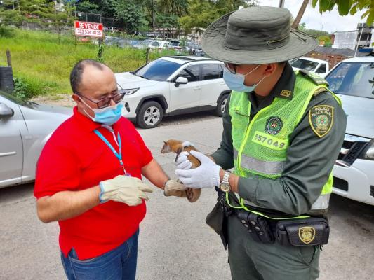 Policía-Nacional-y-Cormacarena-lograron-el-rescate-de-un-animal-silvestre-2