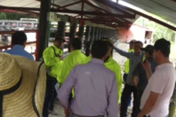 Los semovientes y el equino están avaluados en  $51.000.000 